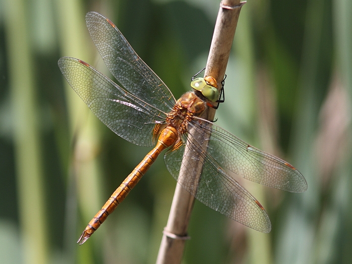 Aeshna isoceles (Green-eyed Hawker) male 3.JPG